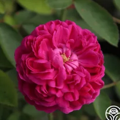 Heirloom Roses Rose de Rescht Outlet