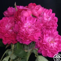 Heirloom Roses Rose de Rescht Outlet