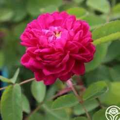 Heirloom Roses Rose de Rescht Outlet