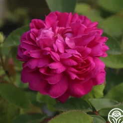 Heirloom Roses Rose de Rescht Outlet