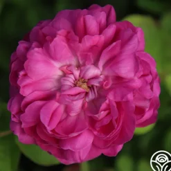 Heirloom Roses Rose de Rescht Outlet
