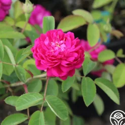 Heirloom Roses Rose de Rescht Outlet