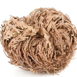 Heirloom Roses Rose of Jericho Outlet