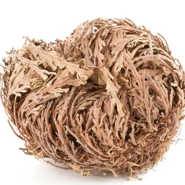 Heirloom Roses Rose of Jericho Outlet