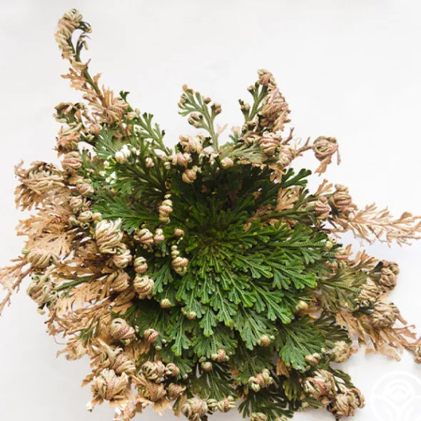 Heirloom Roses Rose of Jericho Outlet