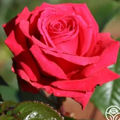 Heirloom Roses Rose Rhapsody™ Outlet