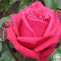 Heirloom Roses Rose Rhapsody™ Outlet