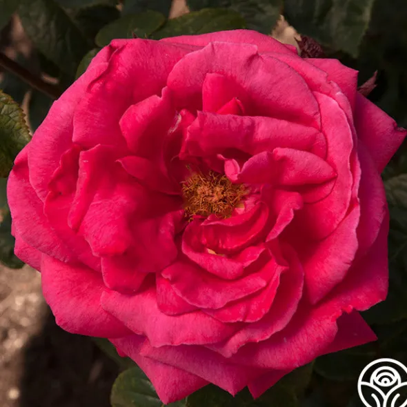 Heirloom Roses Rose Rhapsody™ Outlet