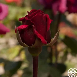 Heirloom Roses Rose Rhapsody™ Outlet
