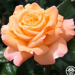 Heirloom Roses Rosemary Harkness™ Discount