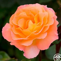 Heirloom Roses Rosemary Harkness™ Discount