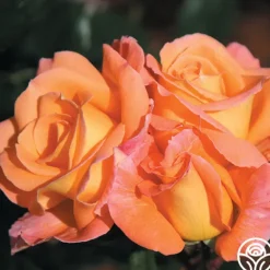 Heirloom Roses Rosemary Harkness™ Discount