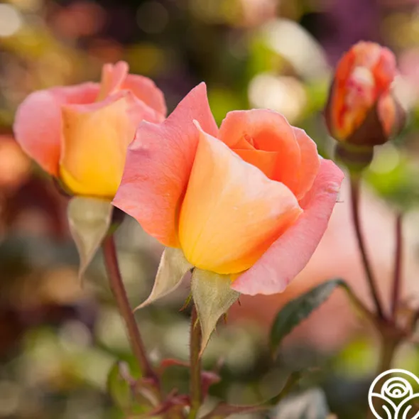 Heirloom Roses Rosemary Harkness™ Discount