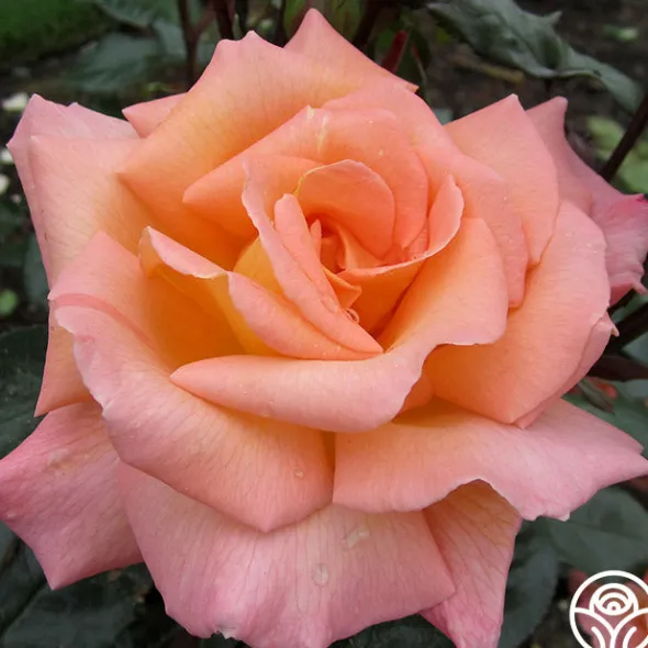 Heirloom Roses Rosemary Harkness™ Discount