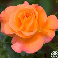 Heirloom Roses Rosemary Harkness™ Discount
