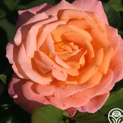 Heirloom Roses Rosemary Harkness™ Discount