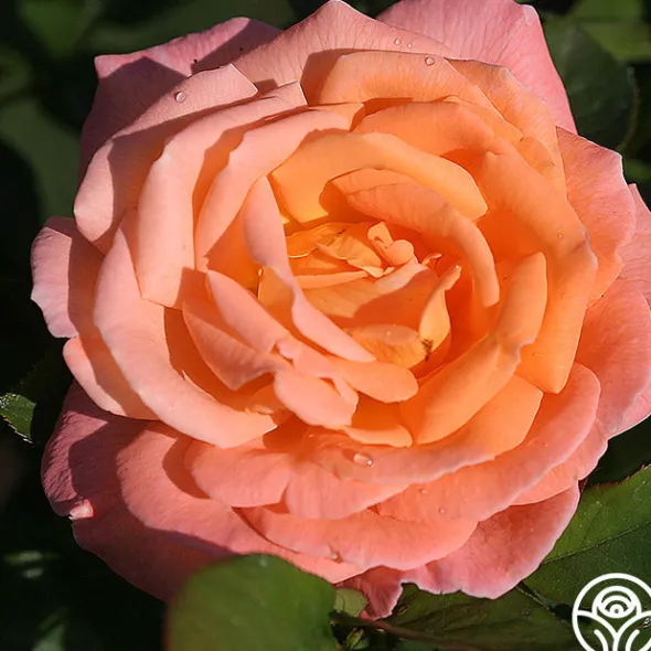 Heirloom Roses Rosemary Harkness™ Discount