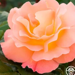 Heirloom Roses Rosemary Harkness™ Discount