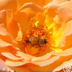 Heirloom Roses Rosemary Harkness™ Discount