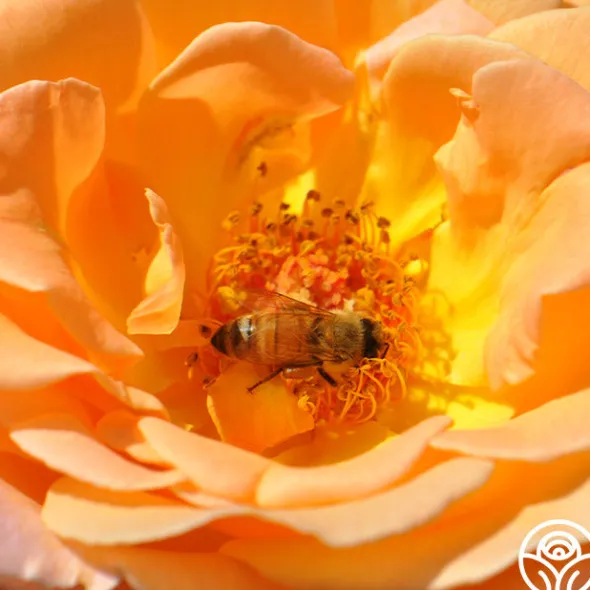 Heirloom Roses Rosemary Harkness™ Discount
