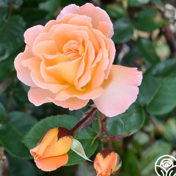 Heirloom Roses Rosemary Harkness™ Discount