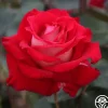 Heirloom Roses Rosie O'Donnell Best