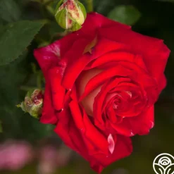 Heirloom Roses Rosie O'Donnell Best