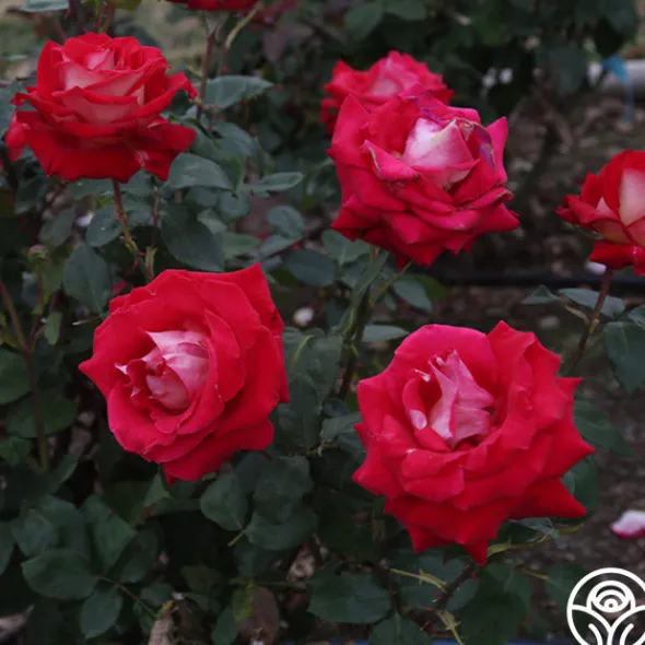 Heirloom Roses Rosie O'Donnell Best