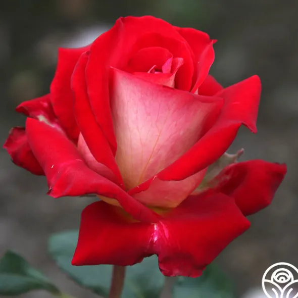 Heirloom Roses Rosie O'Donnell Best