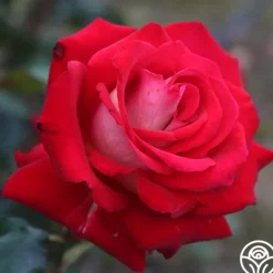 Heirloom Roses Rosie O'Donnell Best