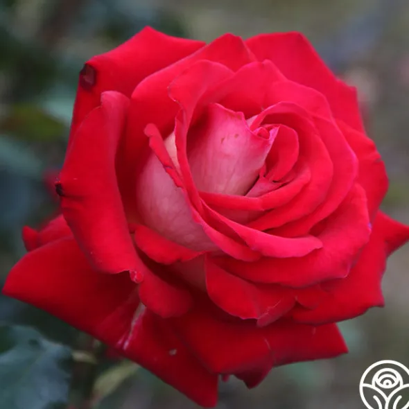 Heirloom Roses Rosie O'Donnell Best