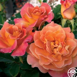 Heirloom Roses Rosie the Riveter™ Outlet