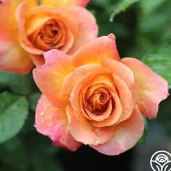 Heirloom Roses Rosie the Riveter™ Outlet