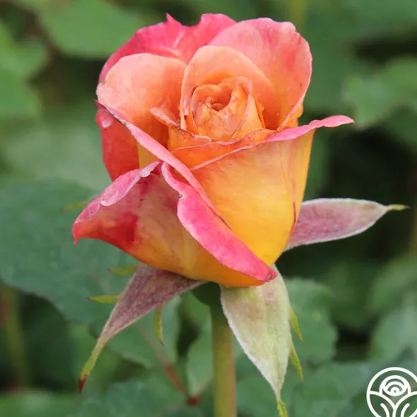 Heirloom Roses Rosie the Riveter™ Outlet