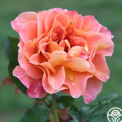 Heirloom Roses Rosie the Riveter™ Outlet