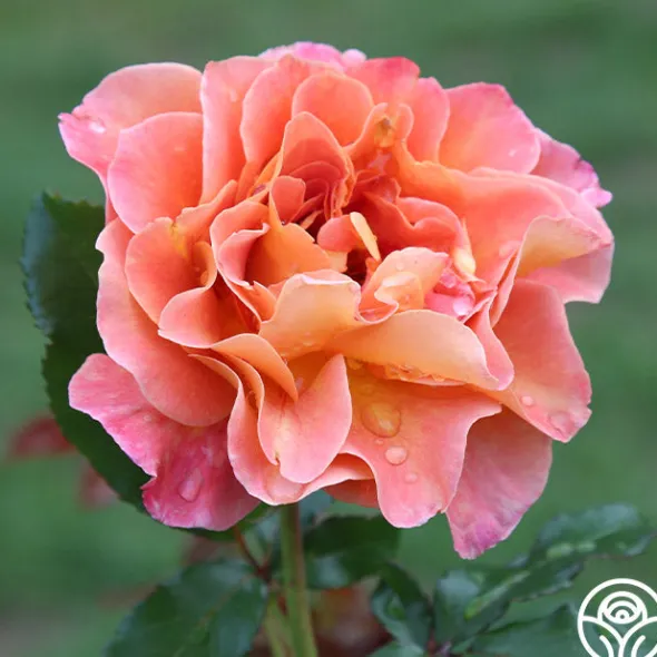 Heirloom Roses Rosie the Riveter™ Outlet