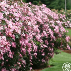 Heirloom Roses Rosy Hedge Outlet