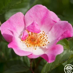 Heirloom Roses Rosy Hedge Outlet