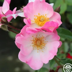 Heirloom Roses Rosy Hedge Outlet