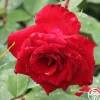 Heirloom Roses Rouge Rhapsody