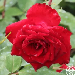 Heirloom Roses Rouge Rhapsody