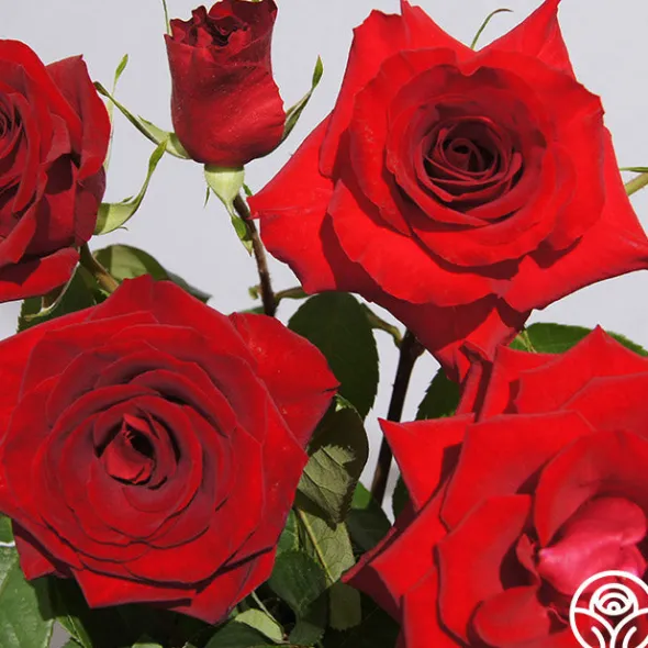 Heirloom Roses Rouge Rhapsody