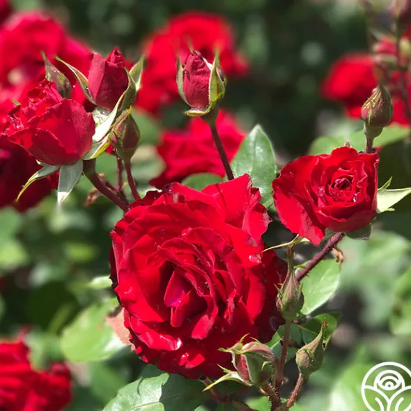 Heirloom Roses Rouge Rhapsody