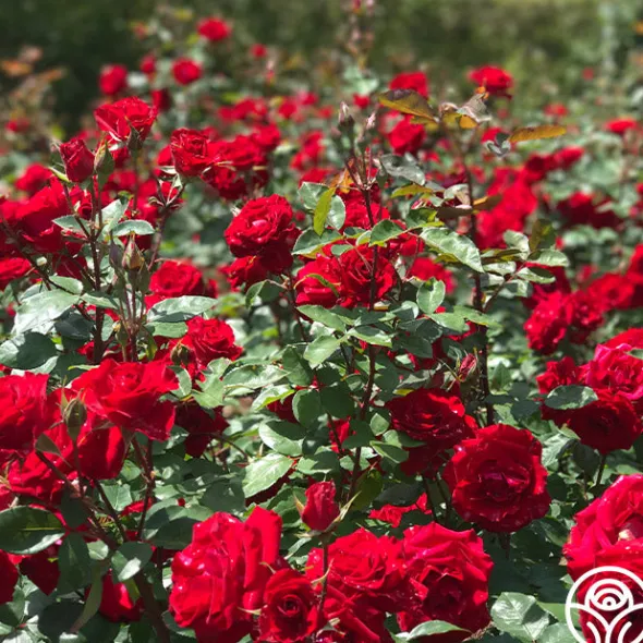 Heirloom Roses Rouge Rhapsody