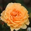 Heirloom Roses Royal Amber™ Sale