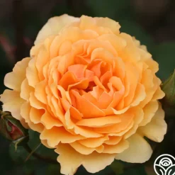 Heirloom Roses Royal Amber™ Sale