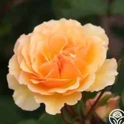 Heirloom Roses Royal Amber™ Sale