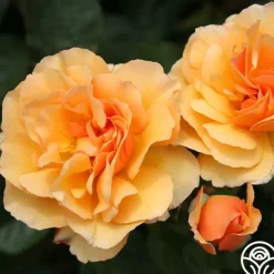 Heirloom Roses Royal Amber™ Sale