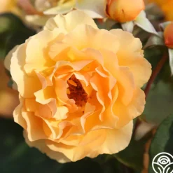 Heirloom Roses Royal Amber™ Sale