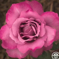 Heirloom Roses Royal Amethyst™ Discount